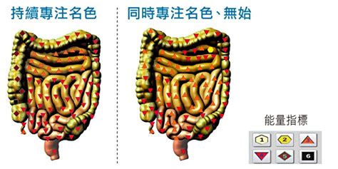 腸胃 脈輪|從菌腸腦軸看身心靈健康 專注名色脈輪案例剖析 